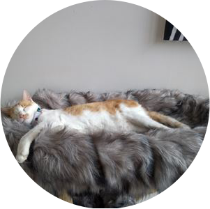 coussin en fourrure grise tigrée confortable et douce avec chat se prélassant