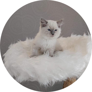 petit chat blanc sur nuage de plume