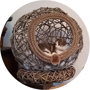 sphere de branchage avec coussin mouelleux et chat se reposant en toute quiétude